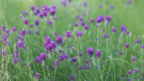 The flowers of Astragalus sand swing in the wind. Switching focus Video stock 133706650
