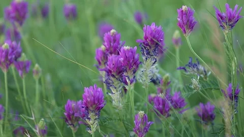 The flowers of Astragalus sand swing in the wind. Close-up Stock Footage 133706656