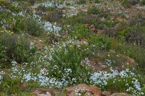 Flowers in the Atacama Desert Stock Photos