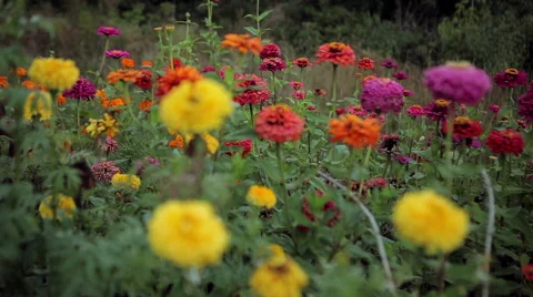 Flowers autumn Stock Footage 46837988