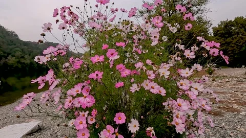Flowers in autumn Stock Footage 219589388