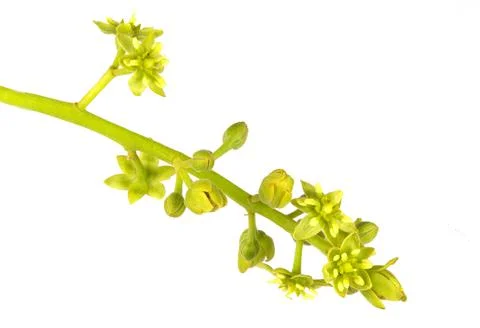 Flowers of the Avocado Tree Foto stock
