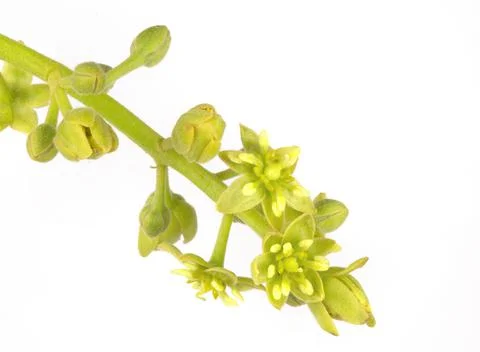Flowers of the Avocado Tree Stock Photos