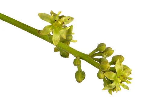Flowers of the Avocado Tree Stock Photos