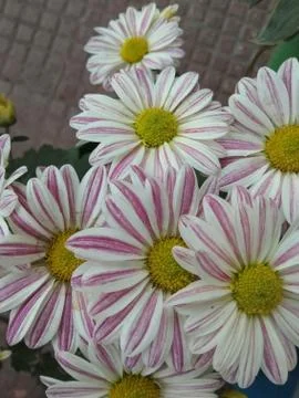 Flowers B 写真素材