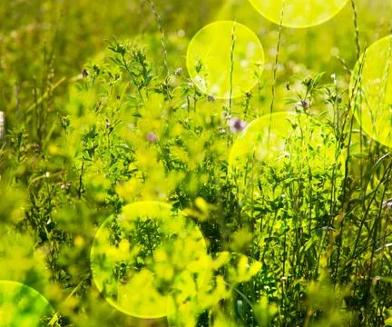 Flowers backdrop Stock Illustration