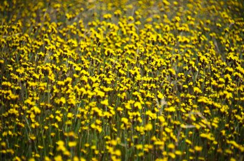 Flowers background and texture Stock Illustration