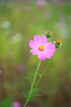 Flowers background and texture Stock Illustration