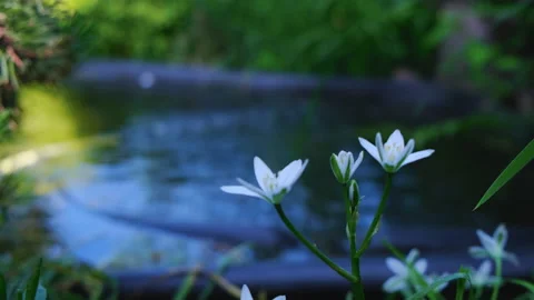 Flowers on the background of a blurred pond Stock Footage 196749729