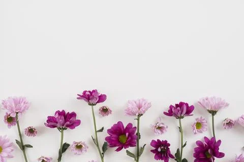 Flowers background copy space 3. High quality beautiful photo concept 写真素材