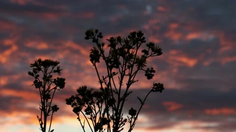 Flowers on the background of a crimson sunset Stock Footage 208536420