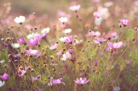 Flowers background. Daisy under sunlight Stock Photos