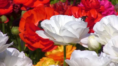 Flowers background. Stock Footage 110947542