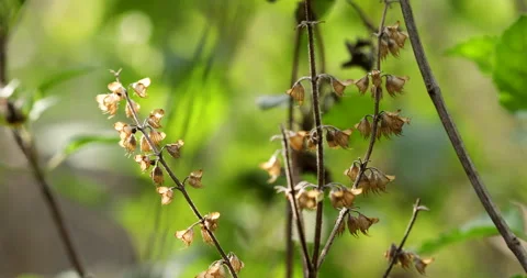Flowers background. Stock Footage 255925314