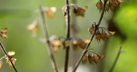 Flowers background. Stock Footage 255925325