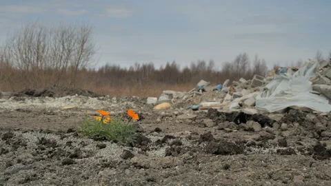 Flowers on a background of garbage Video stock 107379393
