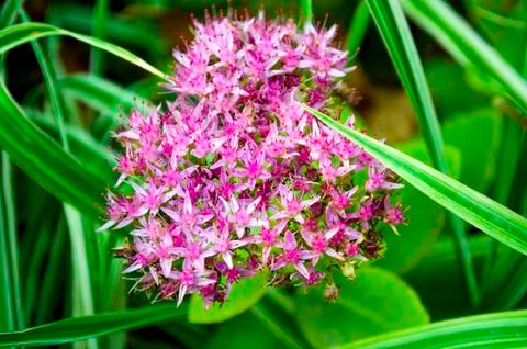 Flowers on a background of grass Stock Photos