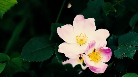 Flowers on a background of green foliage Stock Footage 257200202