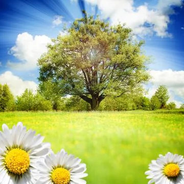 Flowers  background. Иллюстрация