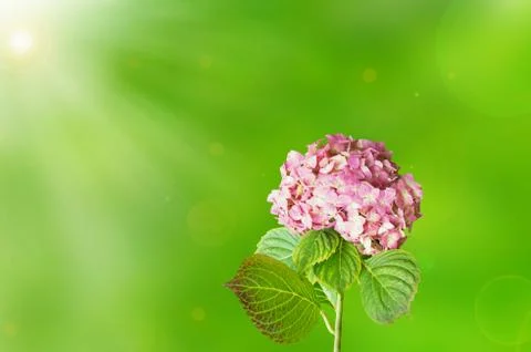 Flowers background Stock Photos