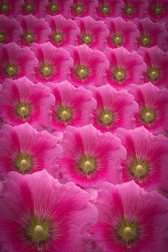 Flowers background Stock Photos