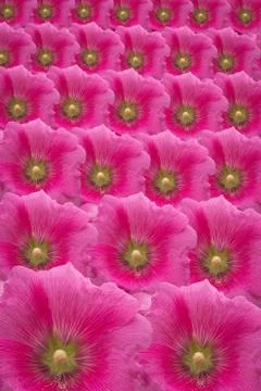 Flowers background Stock Photos