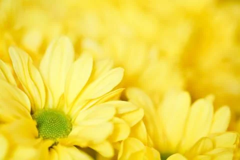 Flowers background Stock Photos
