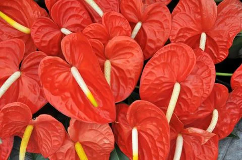 Flowers background Stock Photos