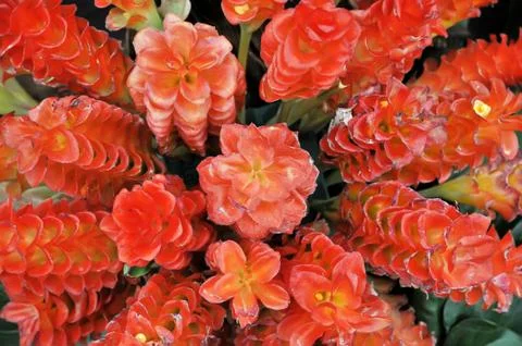 Flowers background Stock Photos