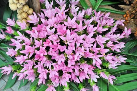 Flowers background Stock Photos