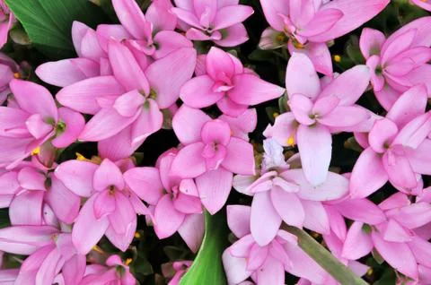 Flowers background Stock Photos