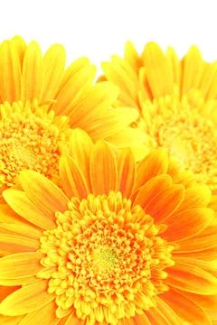 Flowers background Foto stock
