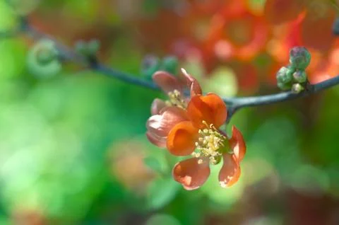 Flowers background Stock Photos