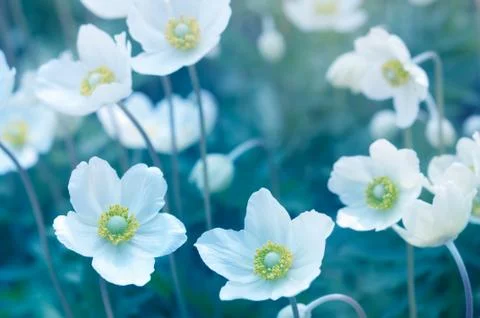 Flowers background Foto stock