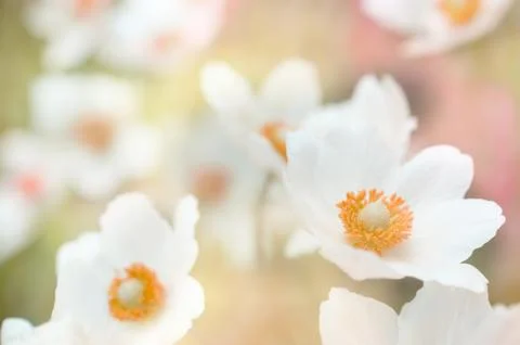 Flowers background Stock Photos