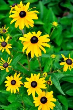 Flowers background Foto stock