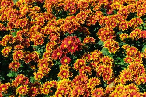 Flowers background Stock Photos