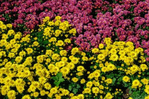 Flowers background Stock Photos