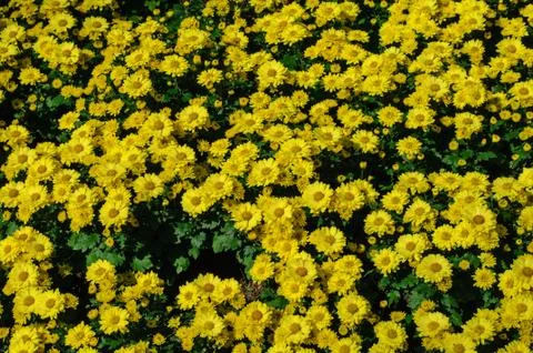 Flowers background Stock Photos