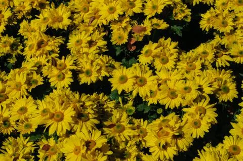 Flowers background Stock Photos