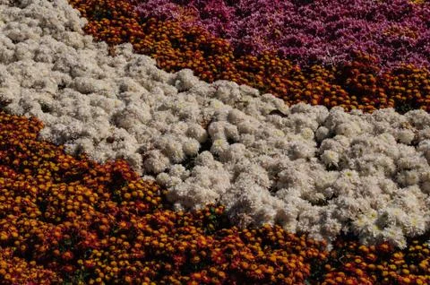 Flowers background Stock Photos