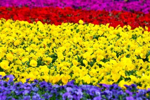 Flowers background Stock Photos