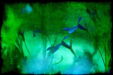 Flowers background Stock Photos