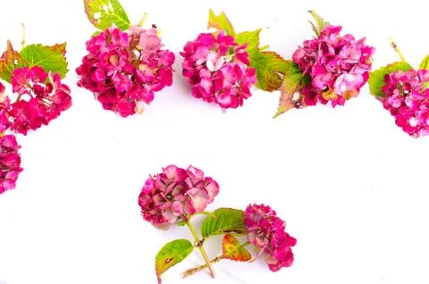 Flowers background Stock Photos