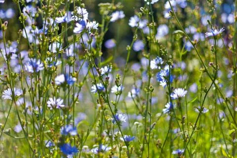 Flowers background Stock Photos