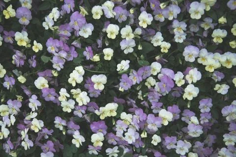 Flowers background Stock Photos