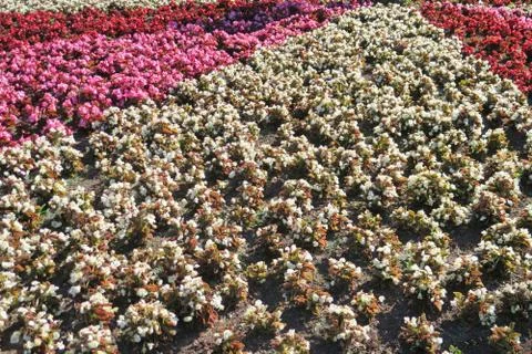 Flowers Background Stock Photos