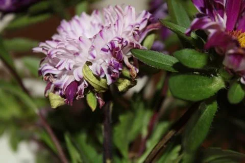 Flowers for the background Stock Photos