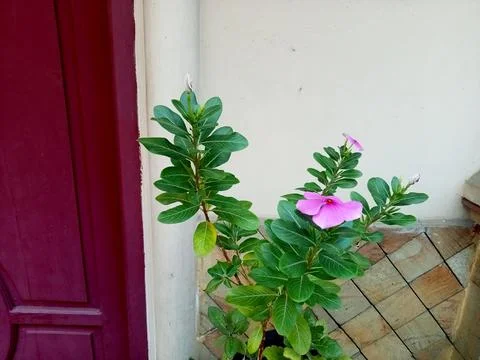 Flowers background Stock Photos