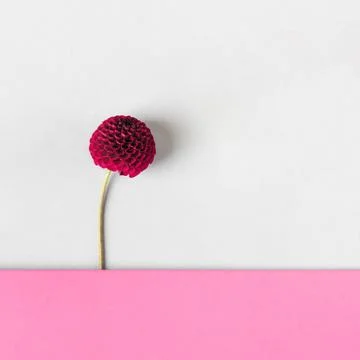 Flowers background Stock Photos